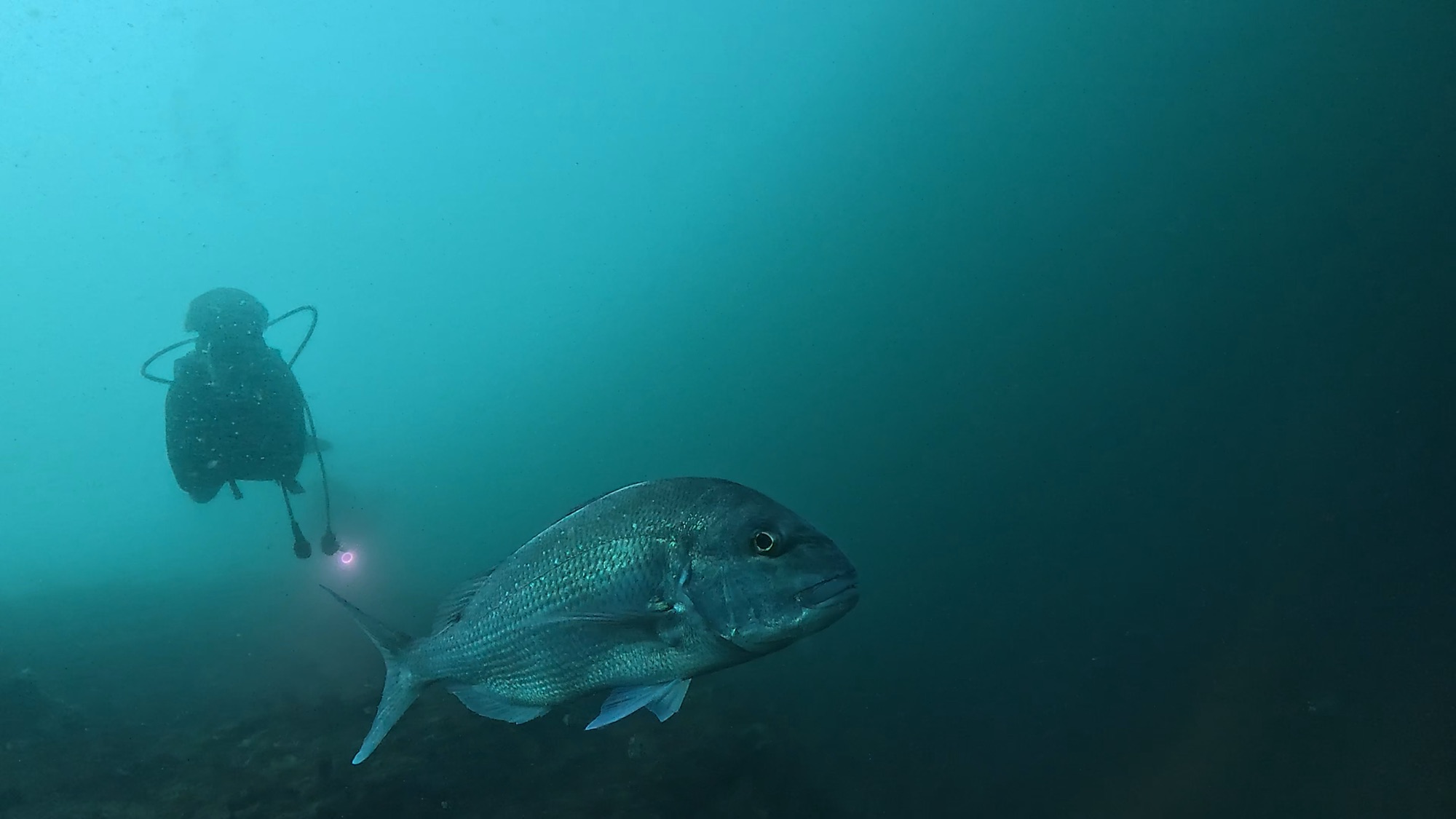 FUNDIVEコースでした