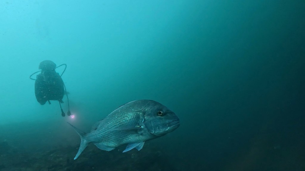 FUNDIVEコースでした