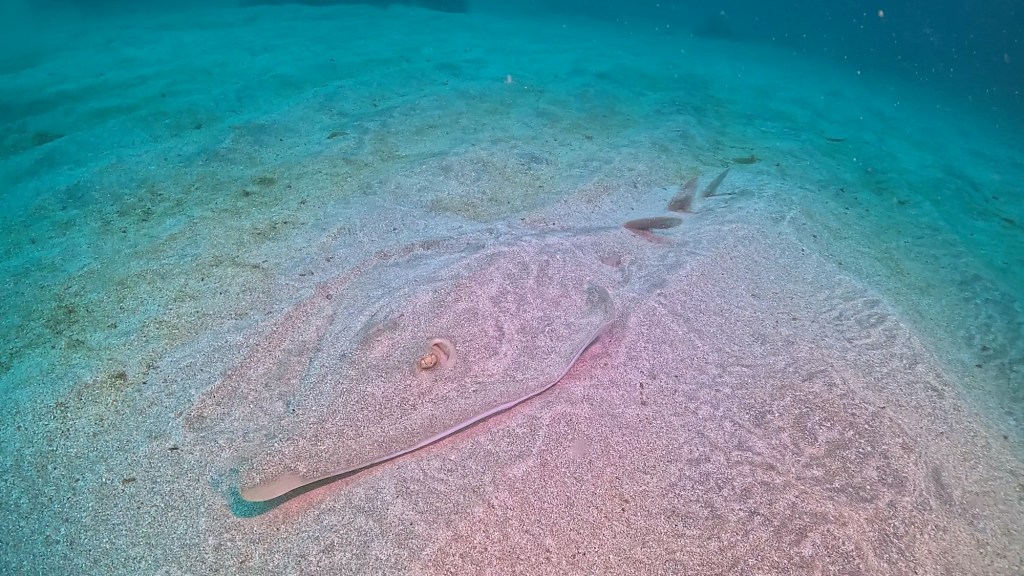 FUNDIVE、ライセンス取得コースでした。