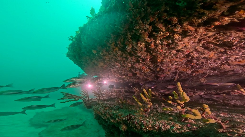 FUNDIVE、体験ダイビング、シュノーケリングでした