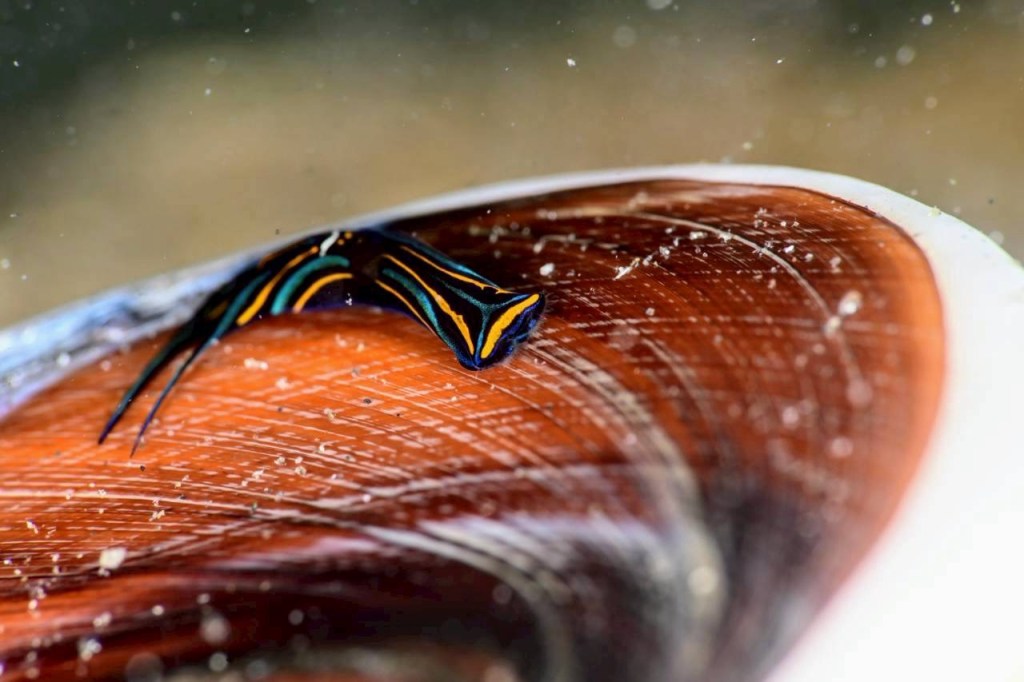 ライセンス取得コース、FUNDIVEコース。