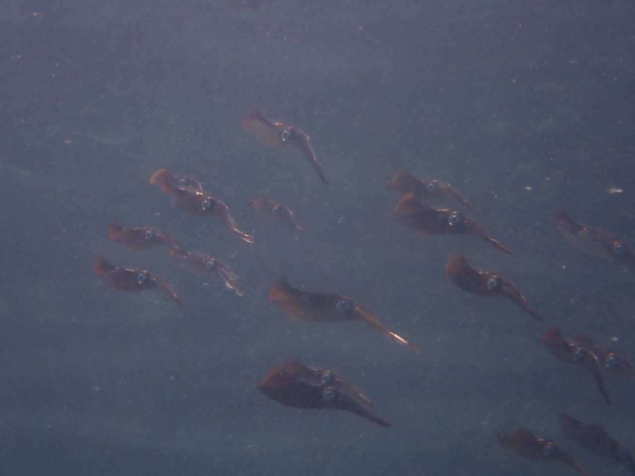 FUNDIVEでしたー。