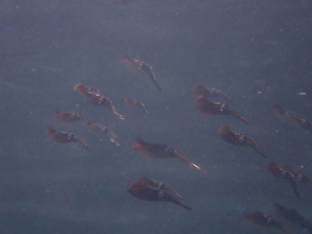 FUNDIVEでしたー。