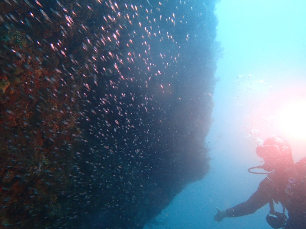 FUNDIVE.体験ダイビング.シュノーケリングでした。