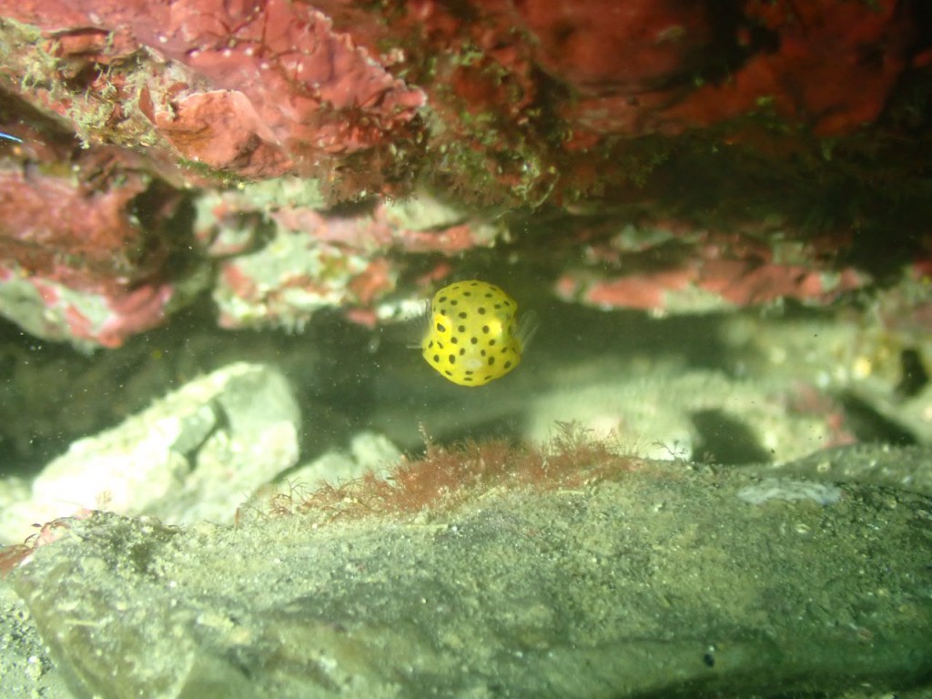 FUNDIVEでしたー。