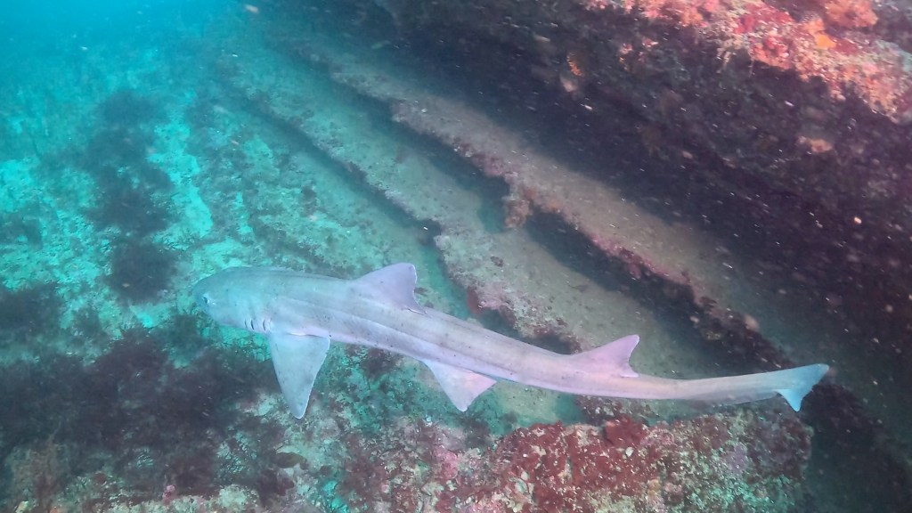 FUNDIVEコース/ライセンス取得コース/体験ダイビング/シュノーケリングでした。