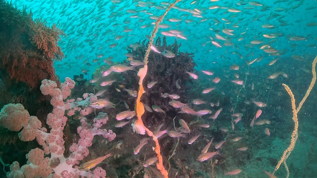 作業潜水.FUNDIVEコース