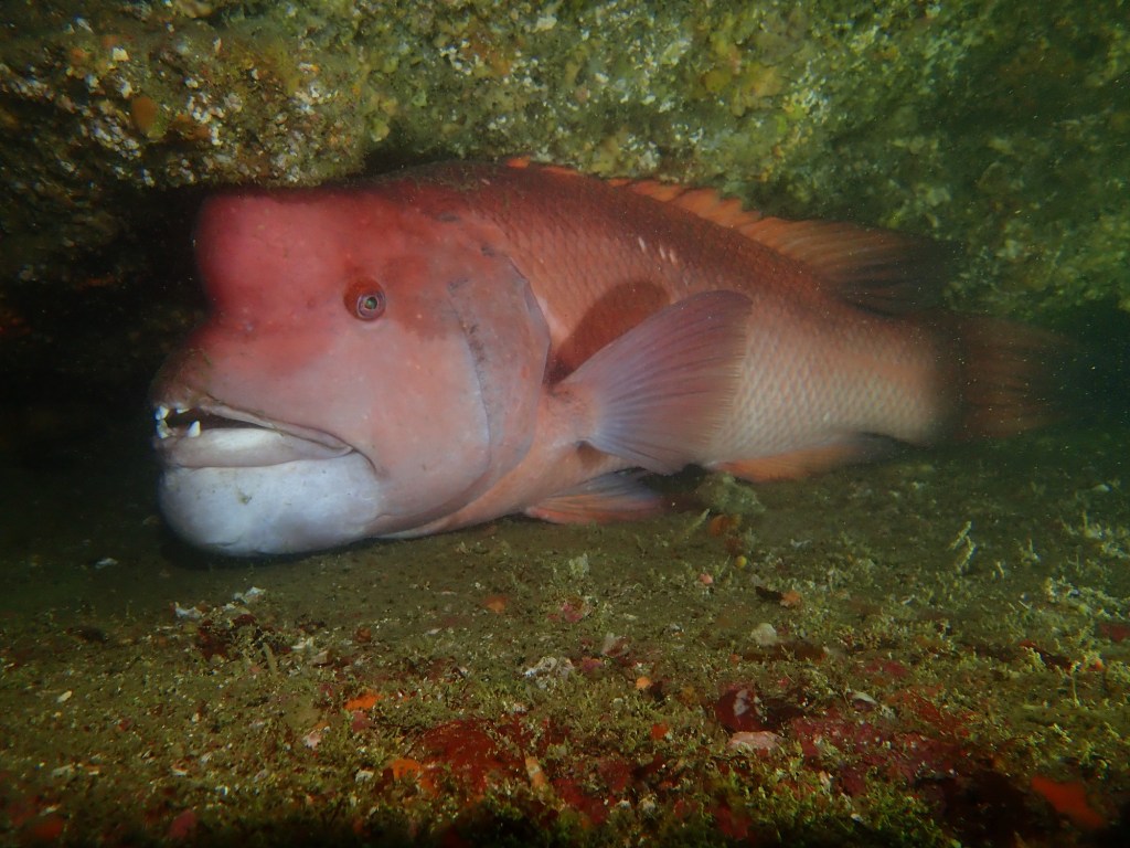 FUNDIVE.シュノーケリングでした。