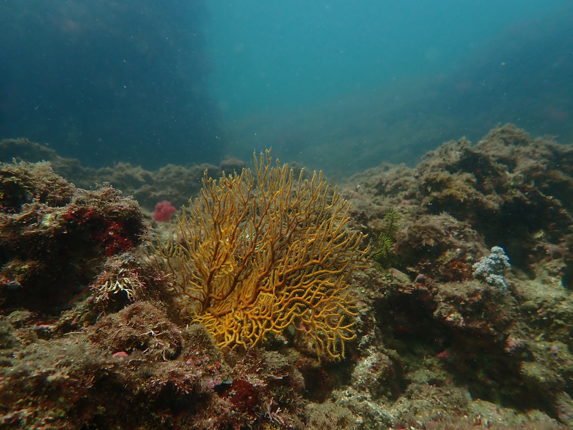 作業潜水.FUNDIVE.体験ダイビングでした。