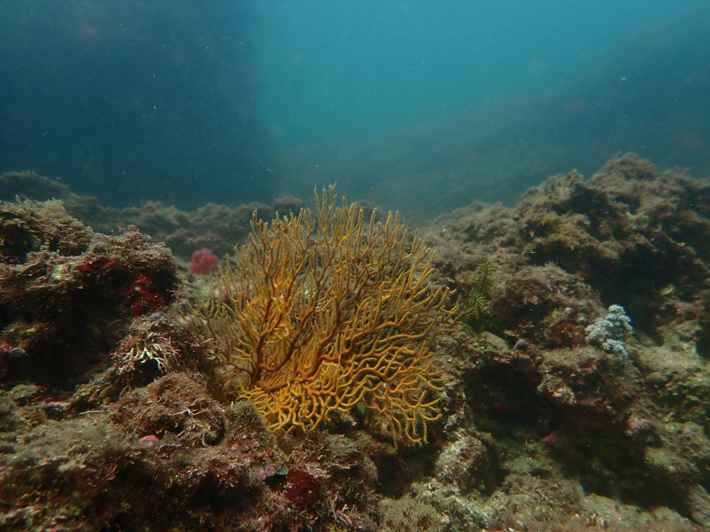 作業潜水.FUNDIVE.体験ダイビングでした。