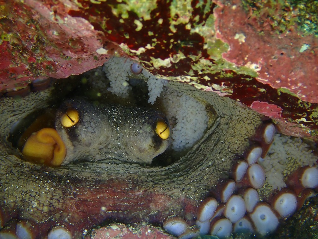 FUNDIVE.AOW講習.体験ダイビングでした。