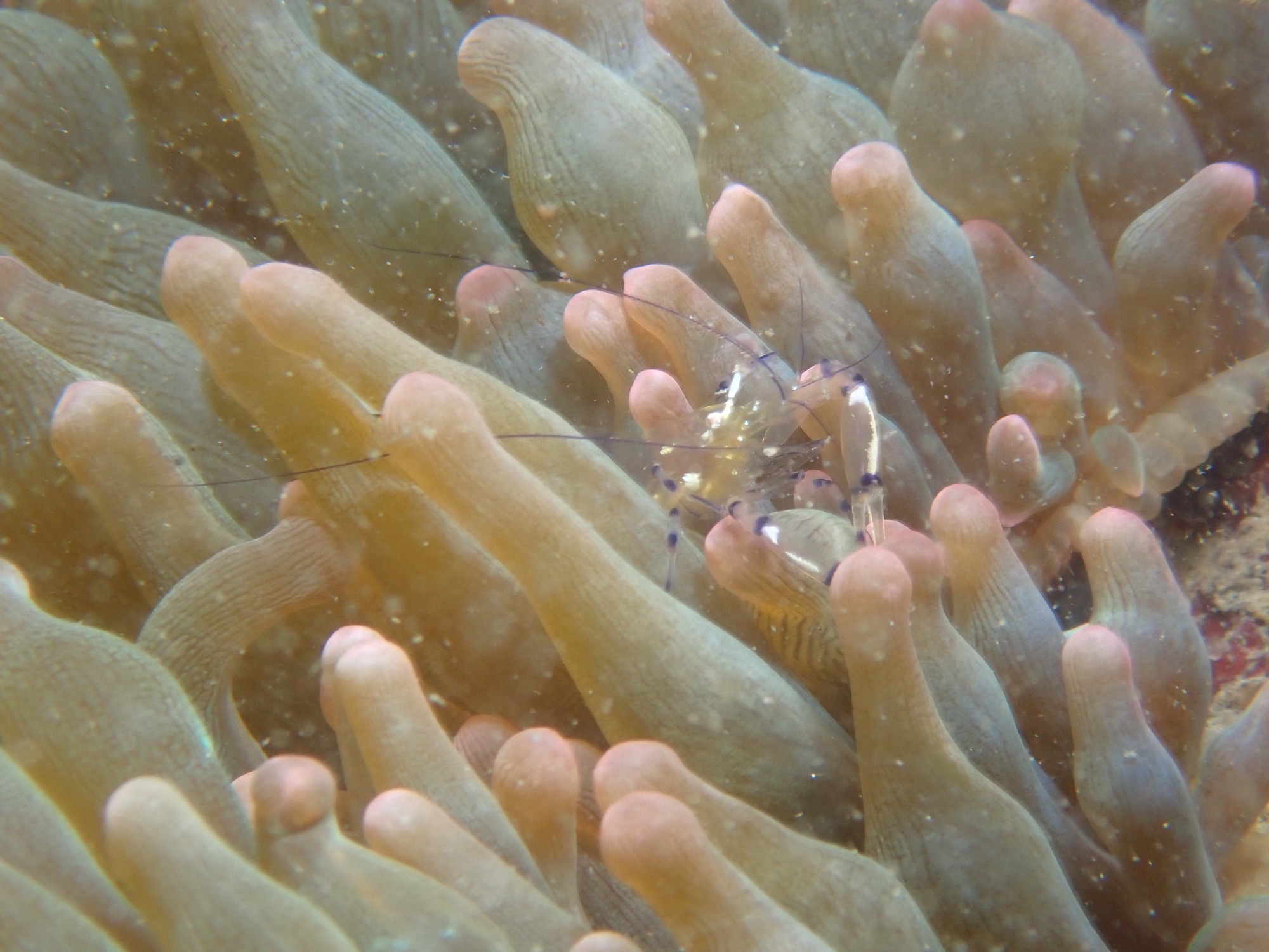 FUNDIVEコースでした。