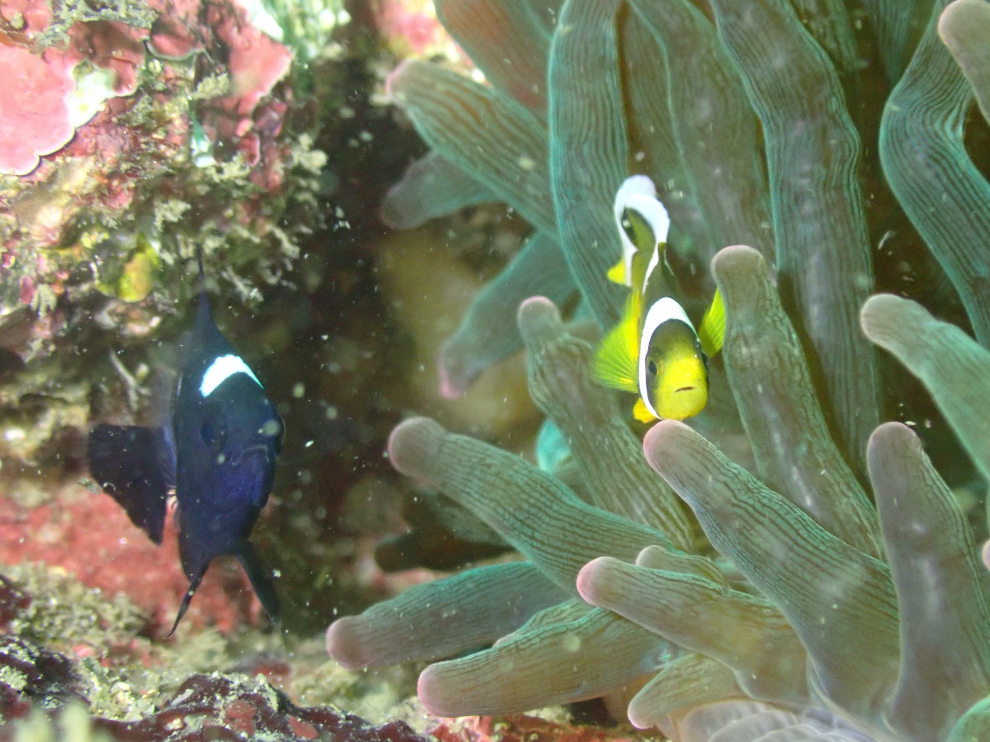 FUNDIVEコース