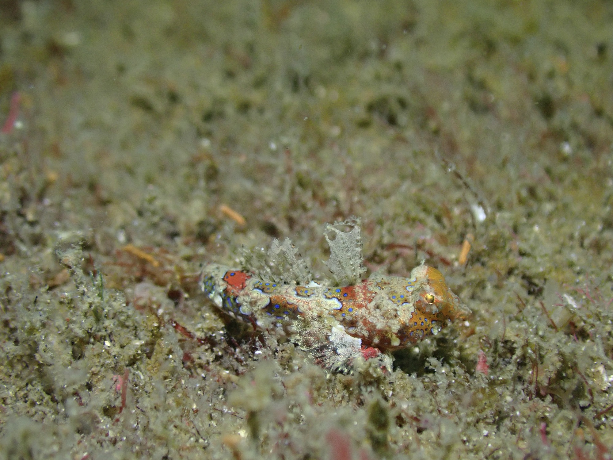 FUNDIVEコース・まだまだ潜れてます。