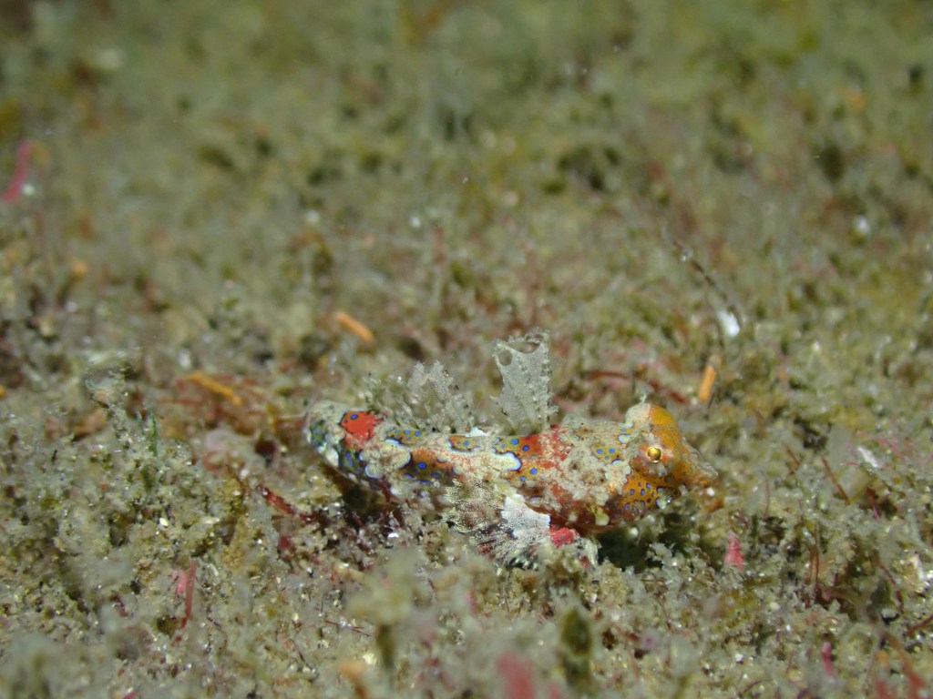 FUNDIVEコース・まだまだ潜れてます。