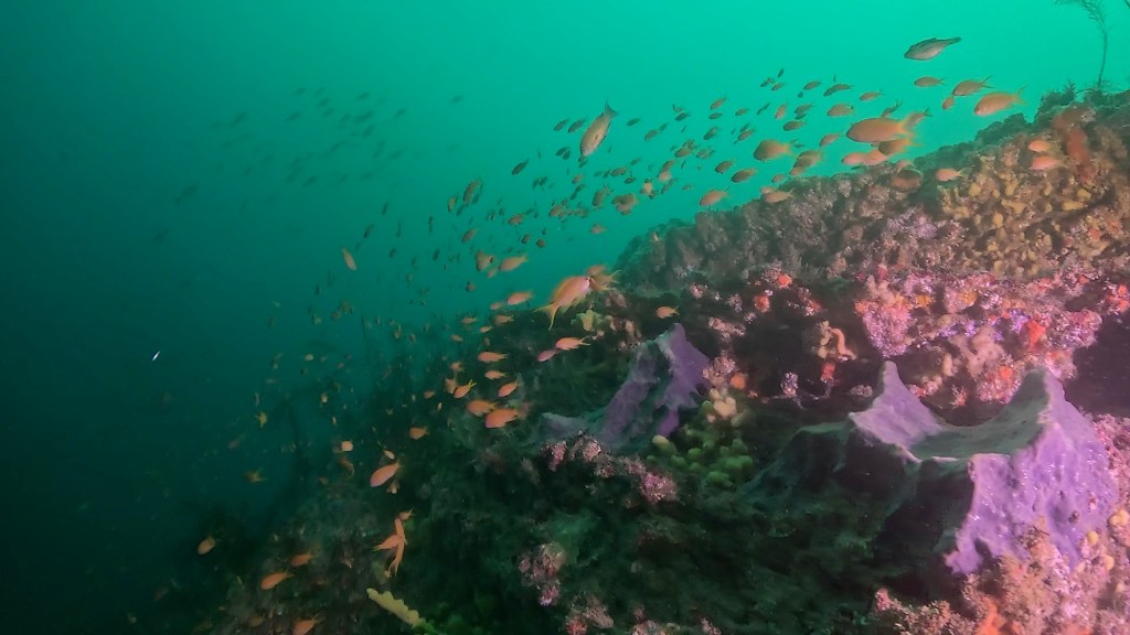 FUNDIVE2ビーチ2ボート.体験ダイビングでした。