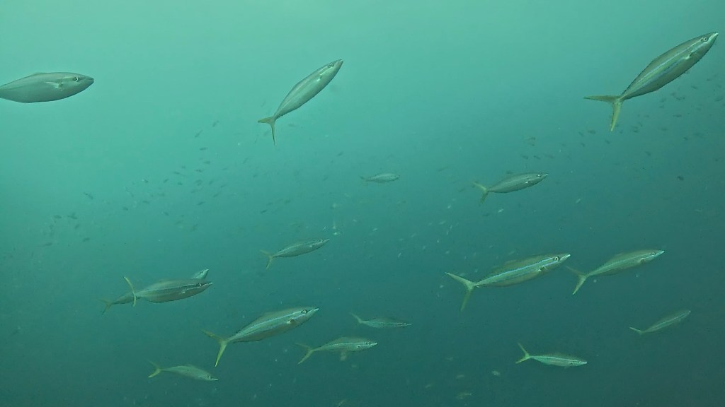 FUNDIVEコース2025.10.19