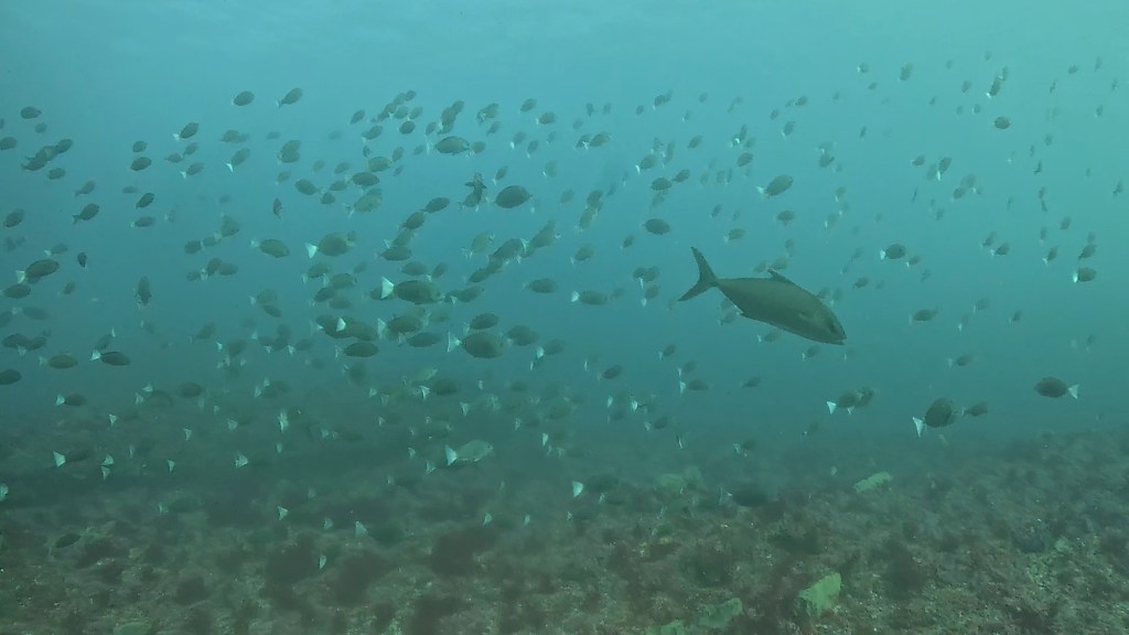 2025.10.28 FUNDIVEコース