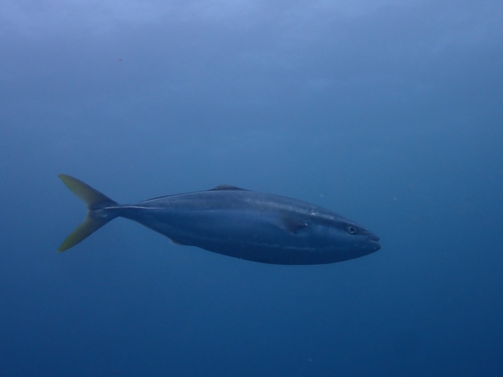 2025.10.25 FUNDIVEコース