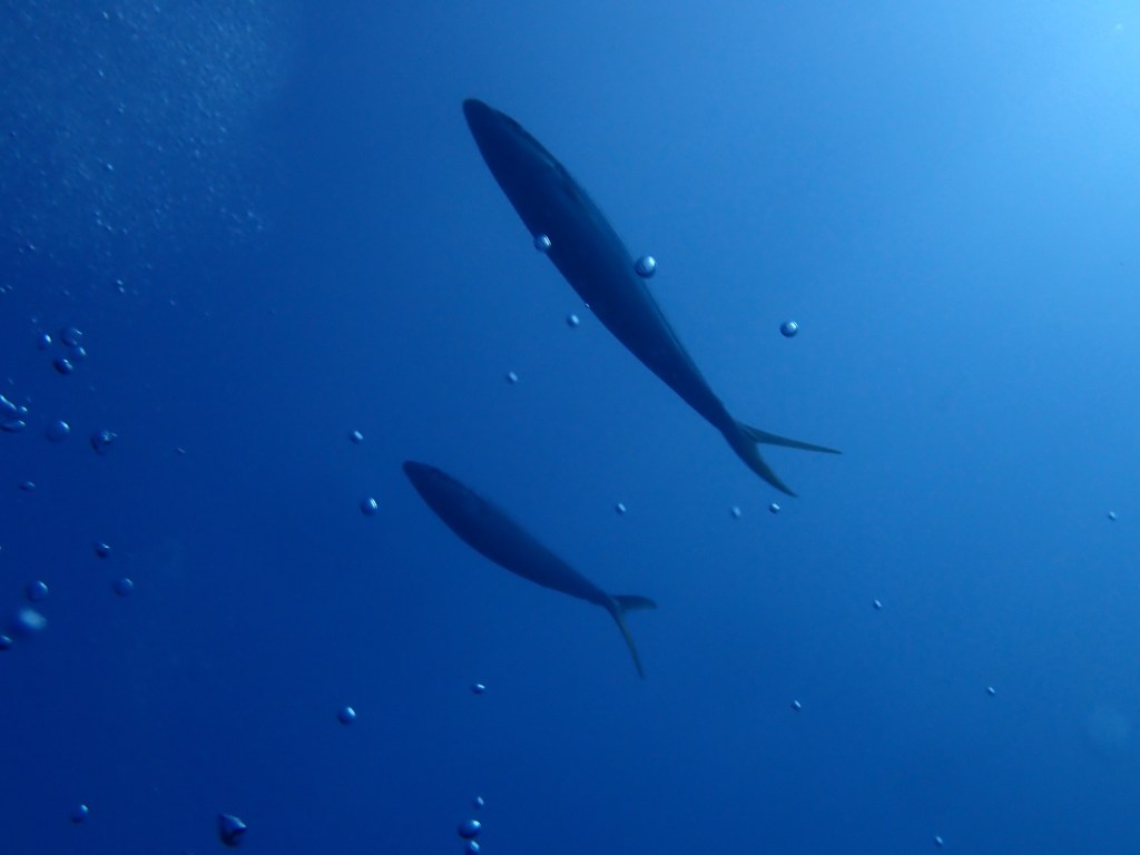 2025.10.27 FUNDIVEコース