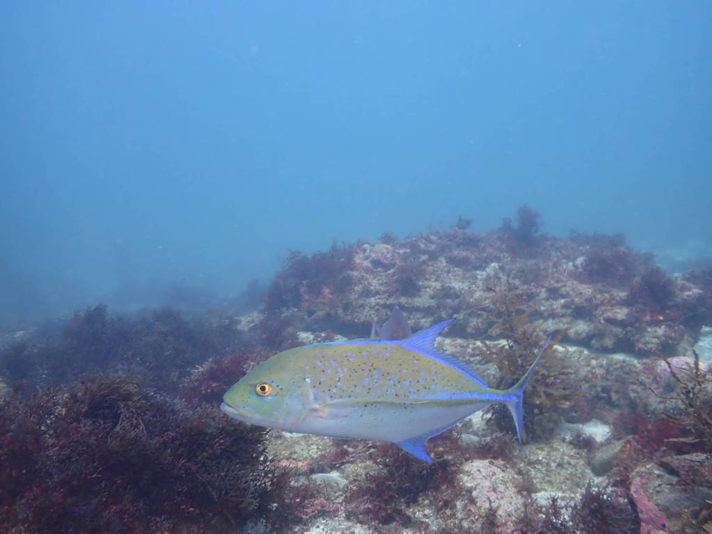 11.21 FUNDIVEコース