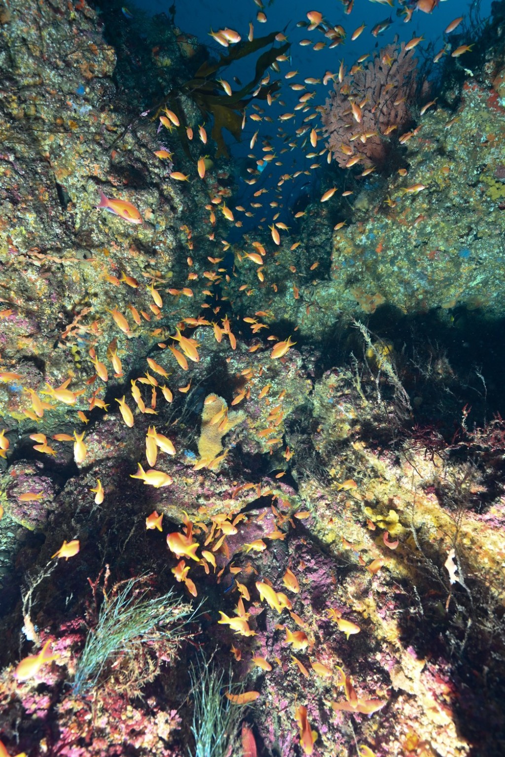 11.25 FUNDIVEコース