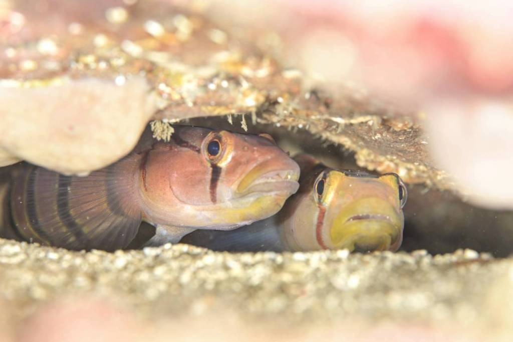 11.26 FUNDIVEコース