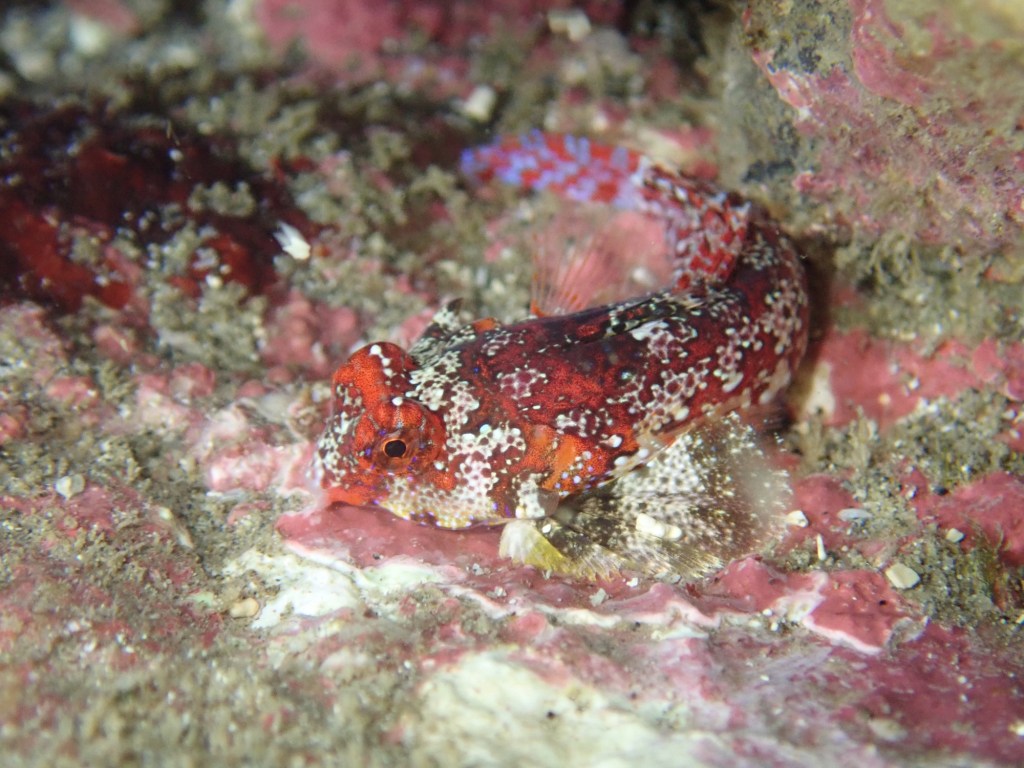 2025.11.8 FUNDIVEコース.体験ダイビング