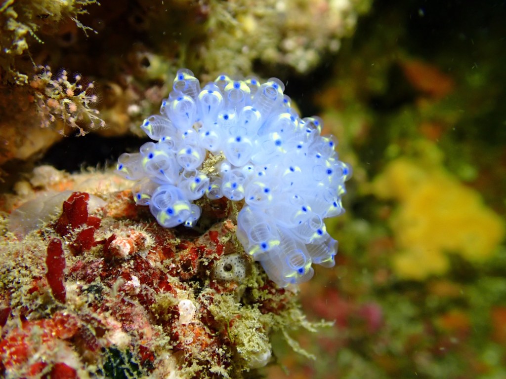 2025.11.12 FUNDIVEコース