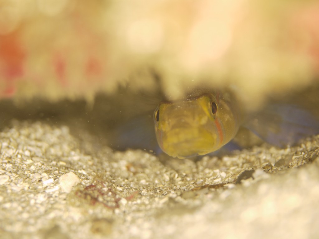 11.17 FUNDIVEコース