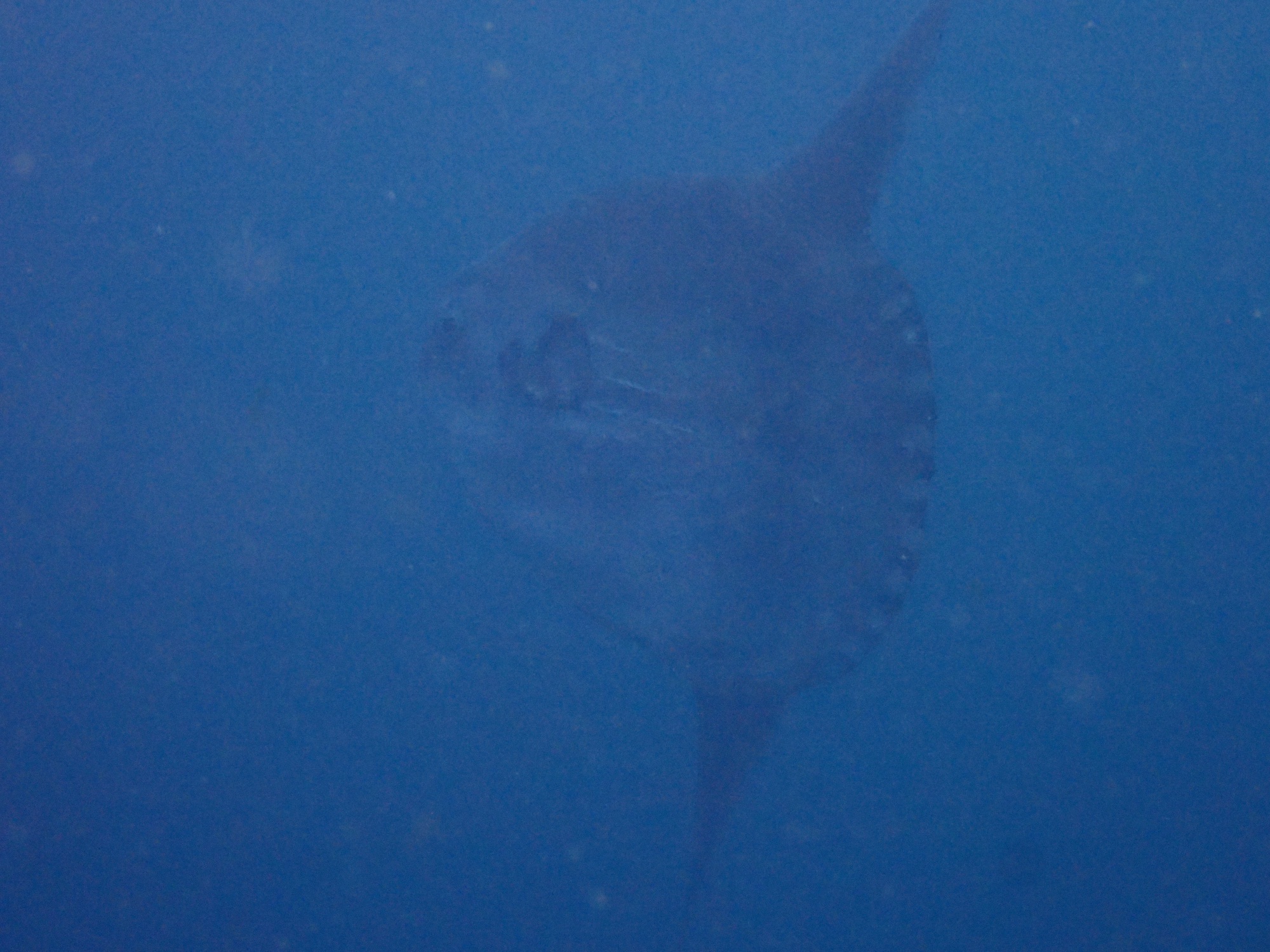 11.18 FUNDIVEコース