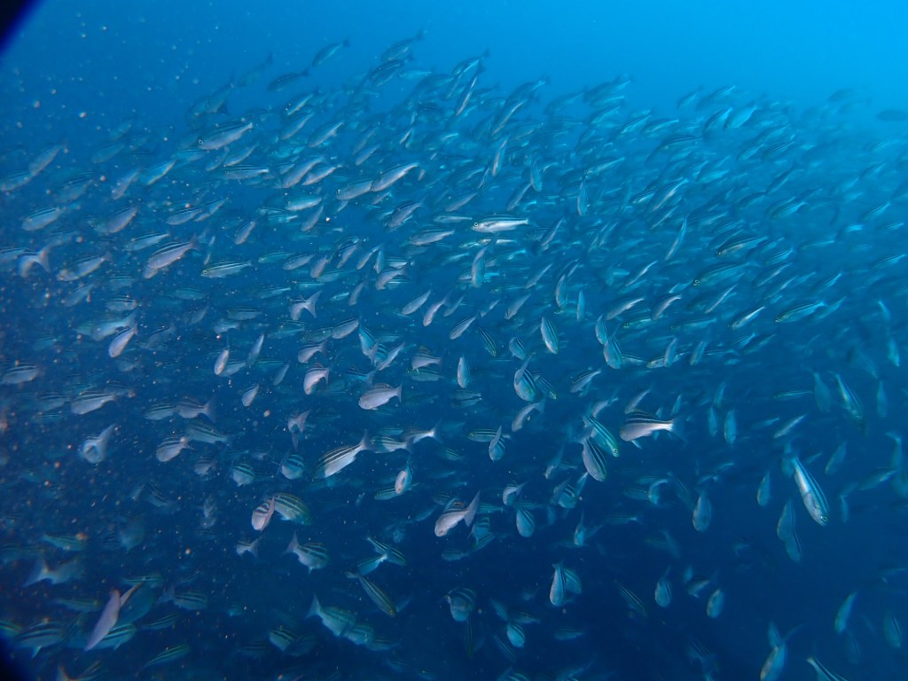 11.27 FUNDIVEコース