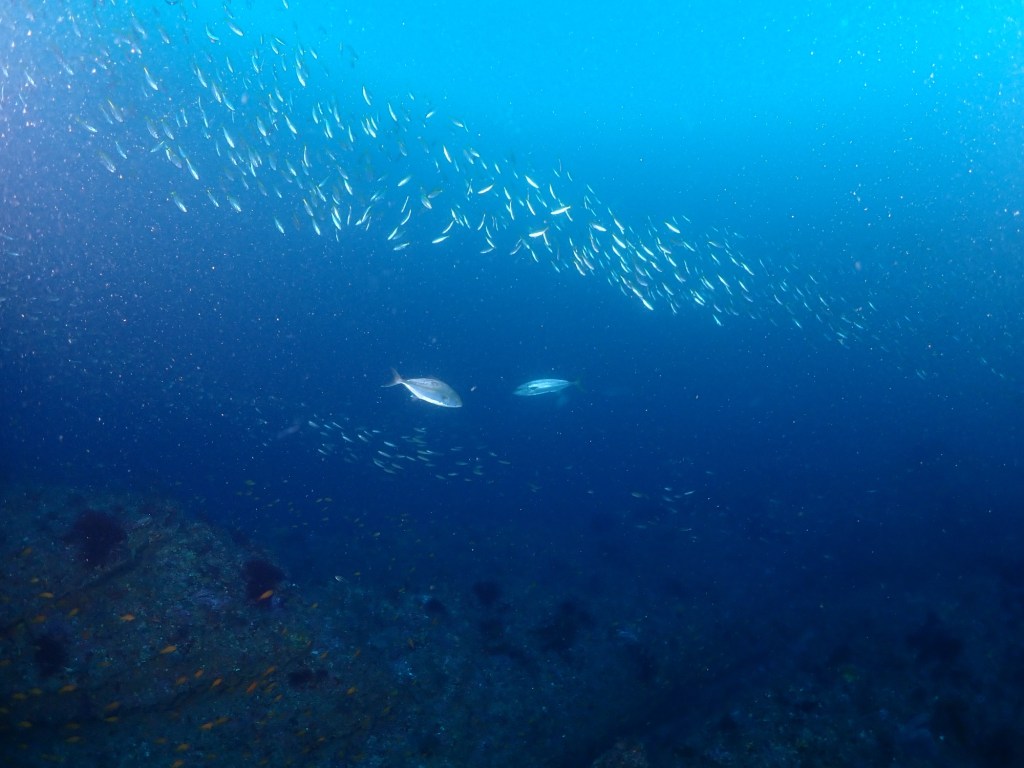 11.29 FUNDIVEコース