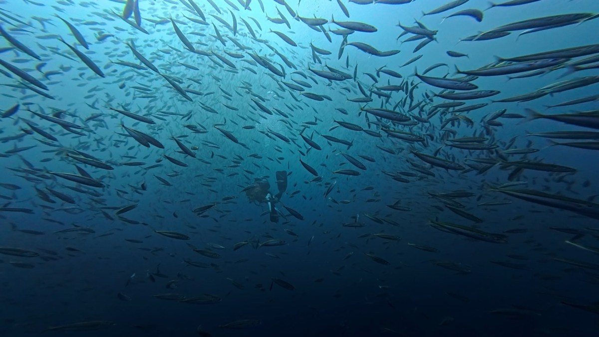 11.30 FUNDIVEコース