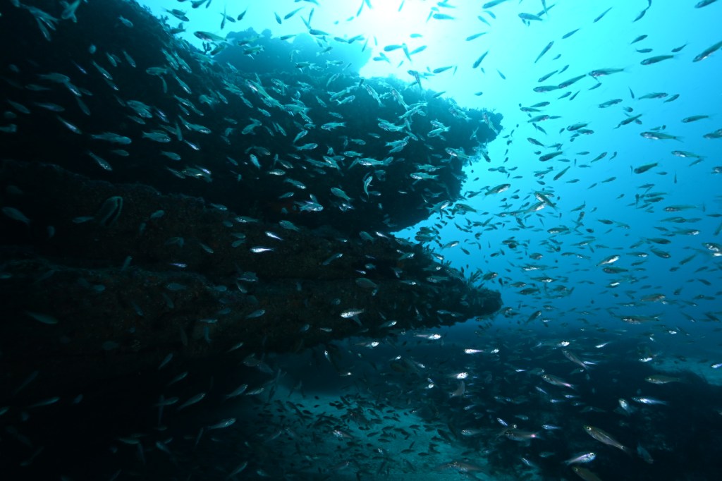 12.19 FUNDIVEコース