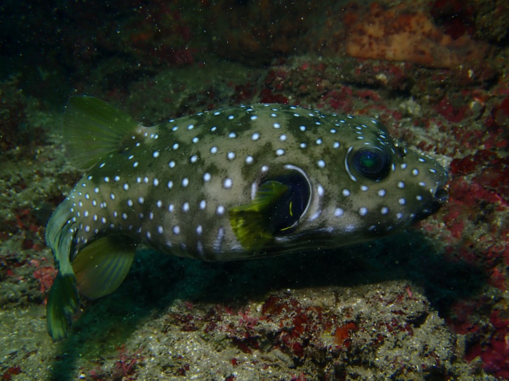 12.01 チェックダイブ