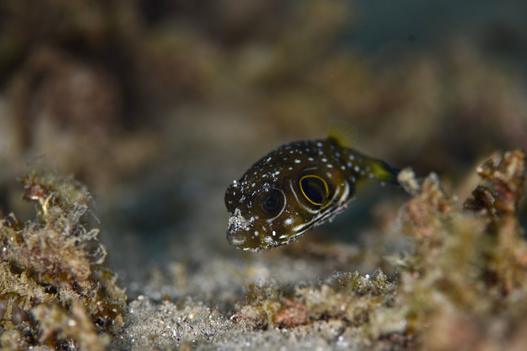 12.3 FUNDIVEコース