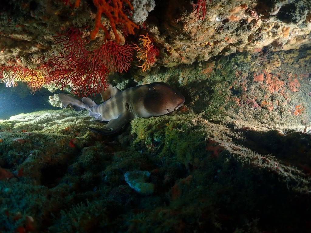 12.06 FUNDIVE シュノーケリング