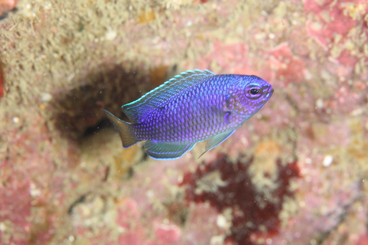 12.08 ビーチダイブ