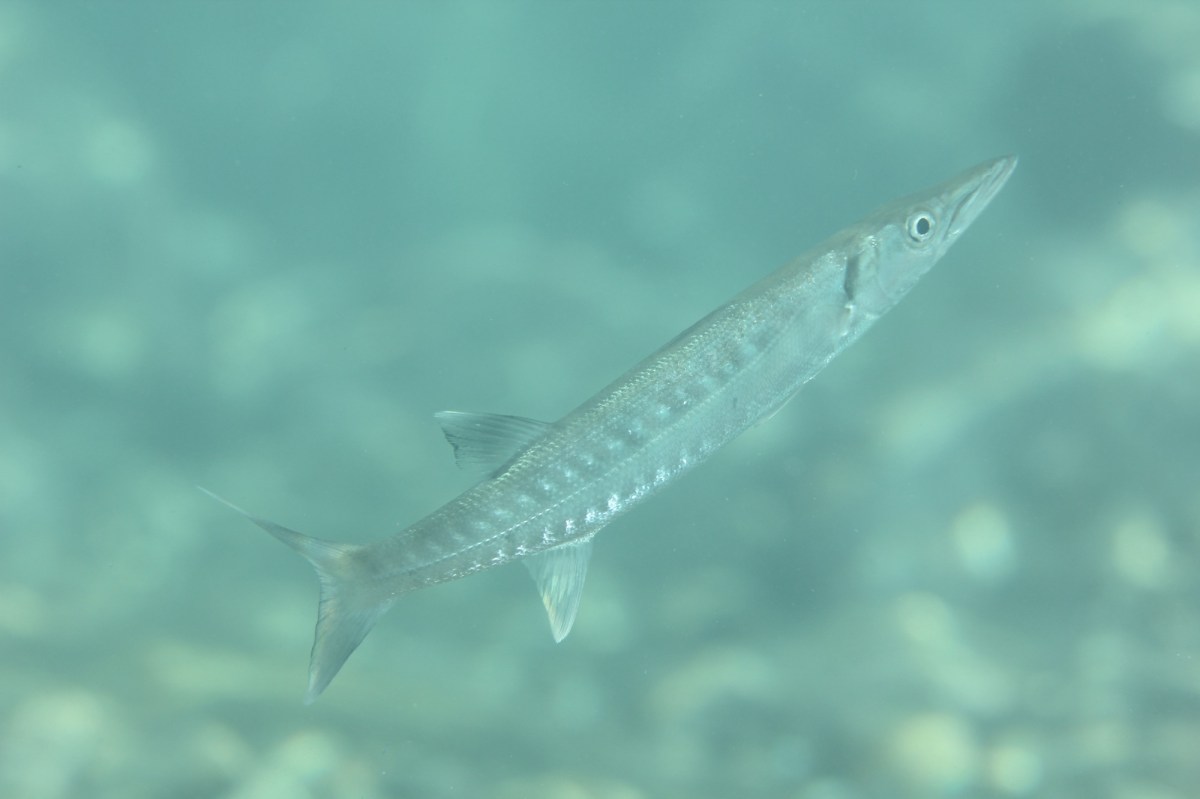 12.9 ビーチ、ボートダイブ