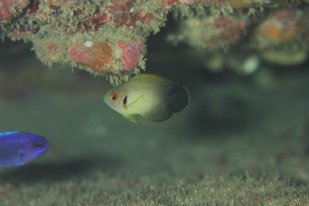 12.10 ビーチダイブ