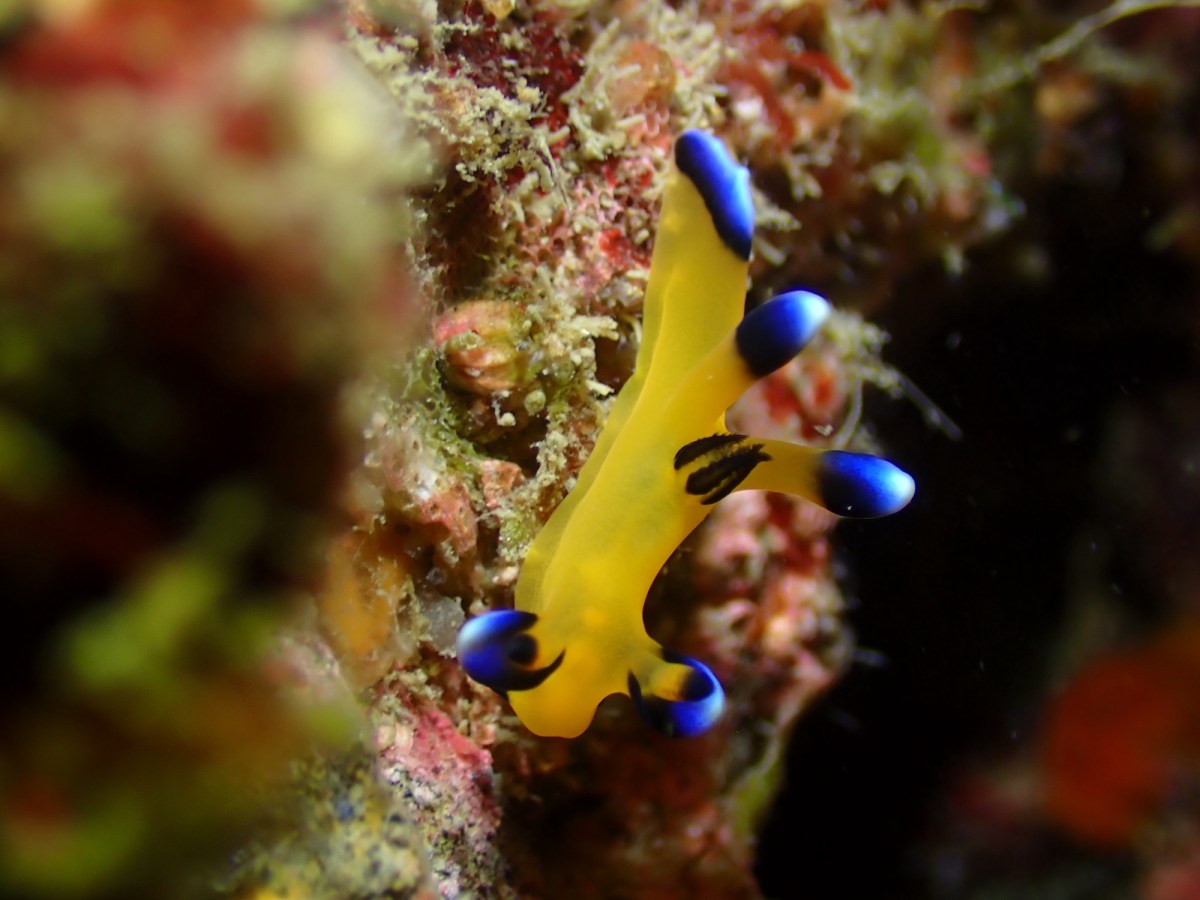 12.14 FUNDIVEコース