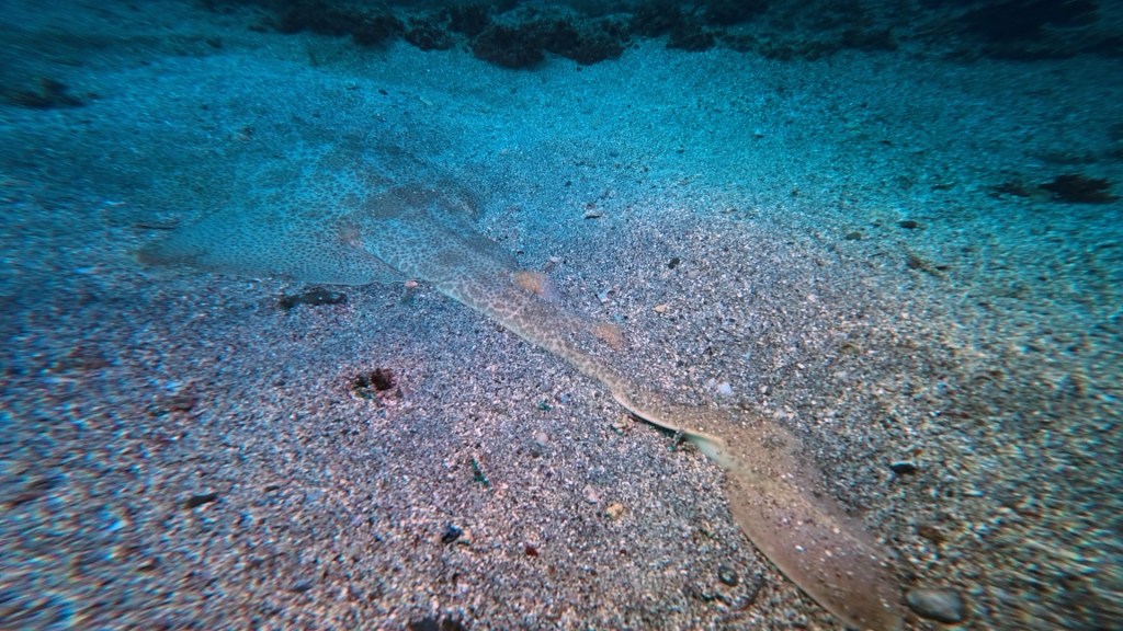 12.04 FUNDIVEコース