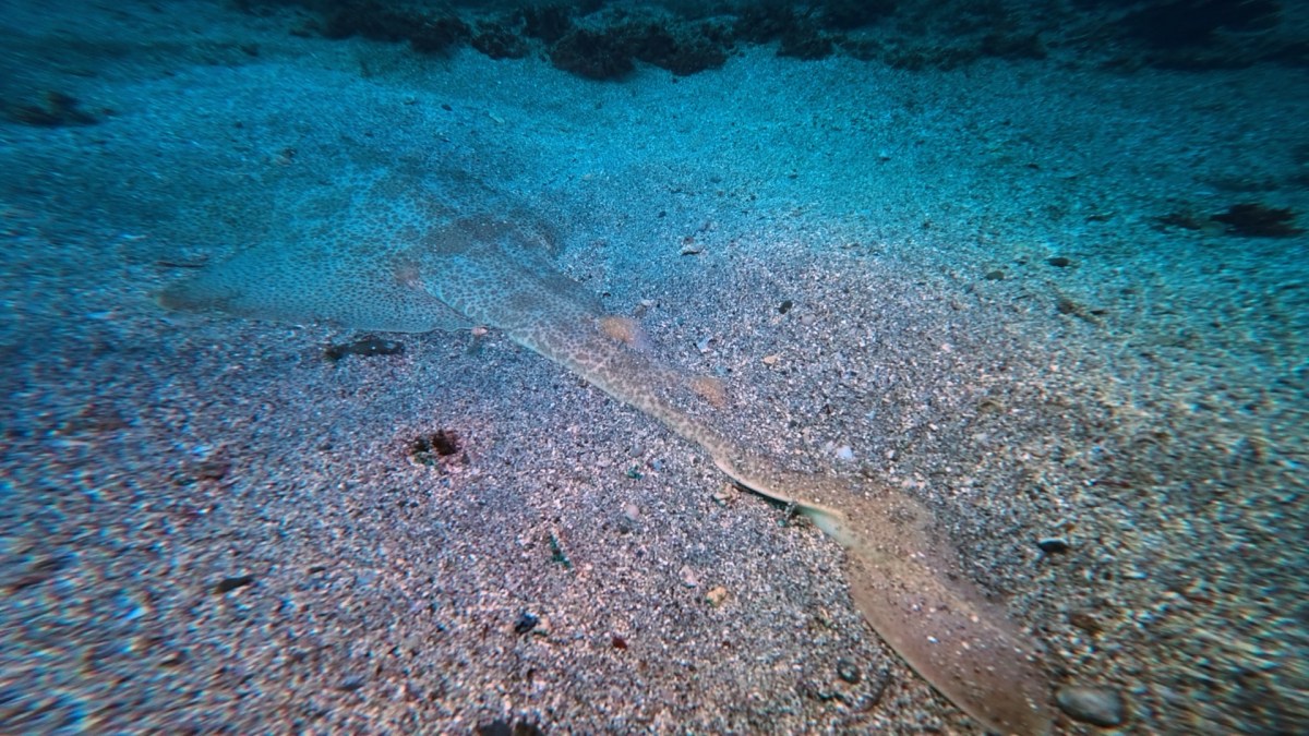 12.04 FUNDIVEコース