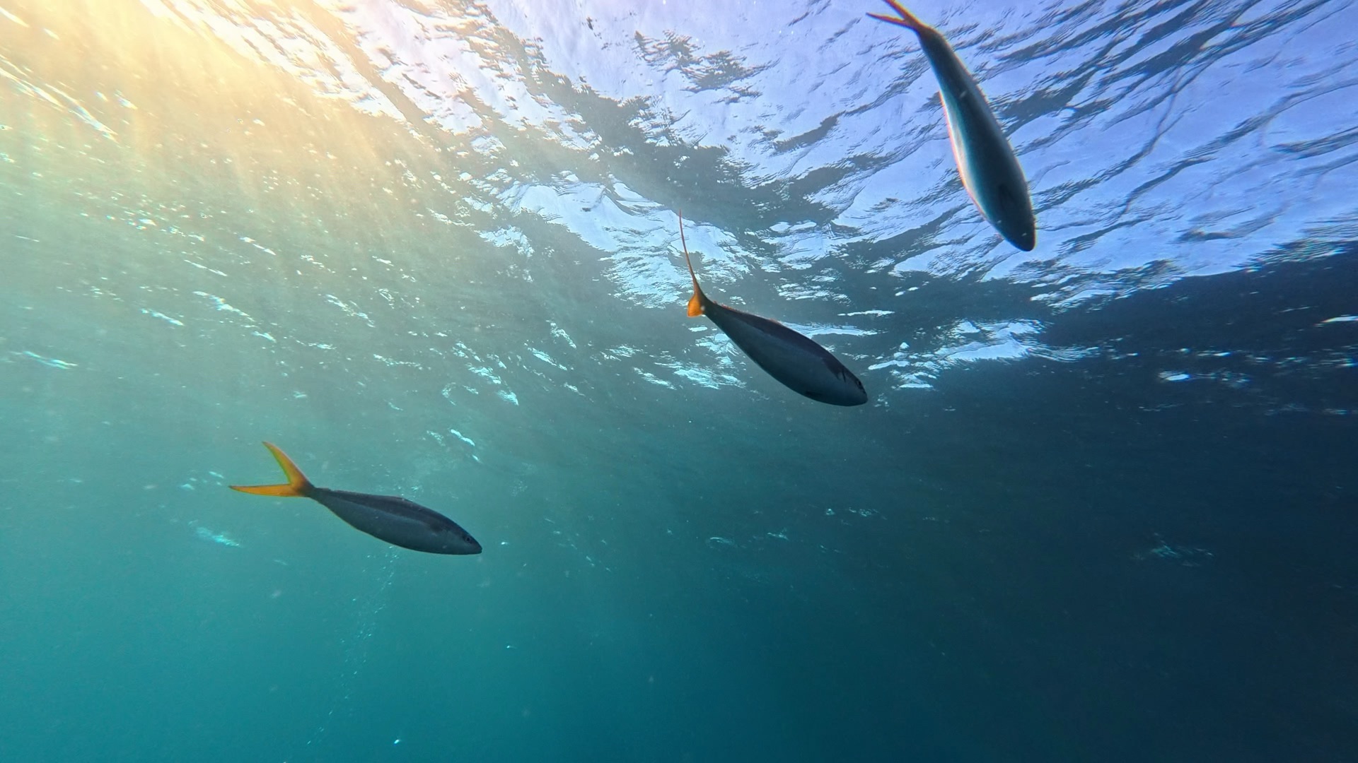 12.30 魚影からマクロと盛り上がった鵜原納め