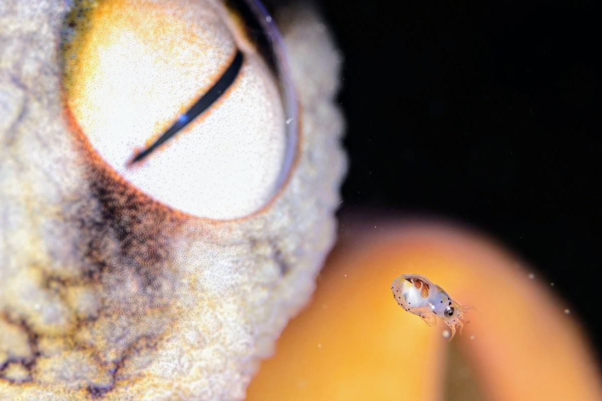 DUCKDIVEフォトコン結果発表