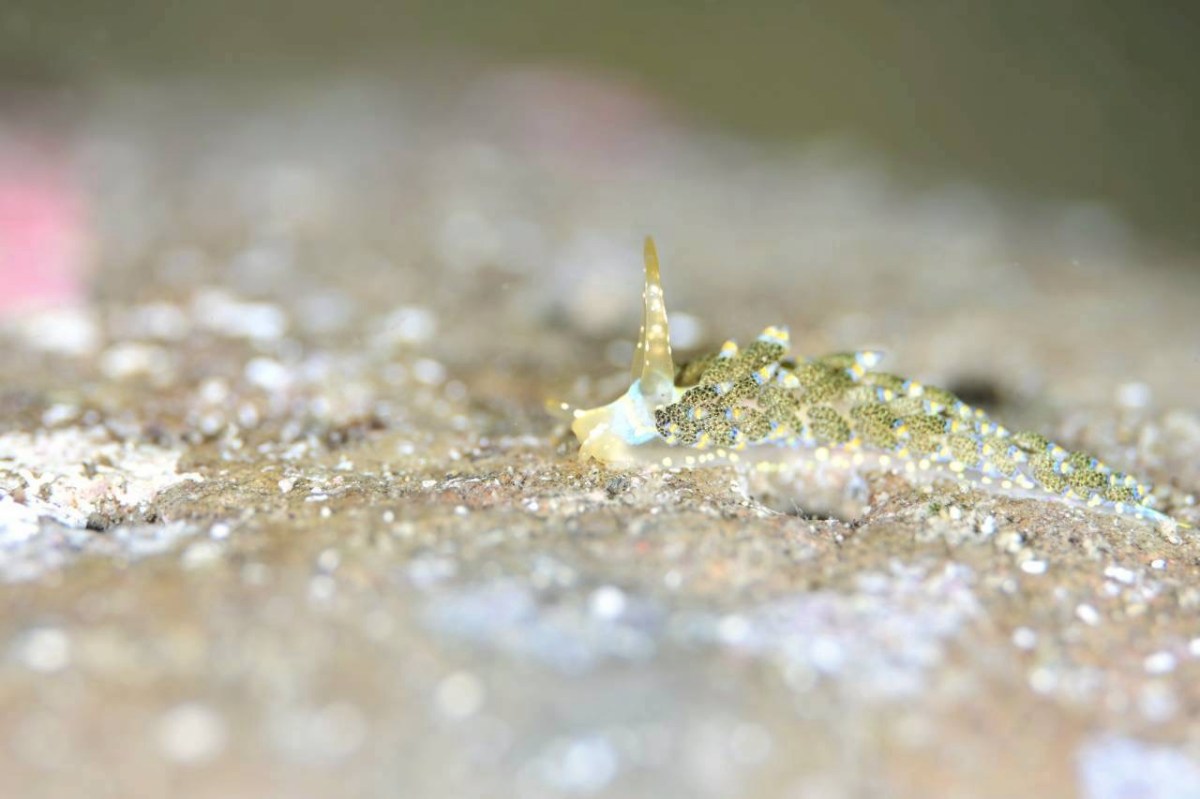 600DIVEおめでとう。