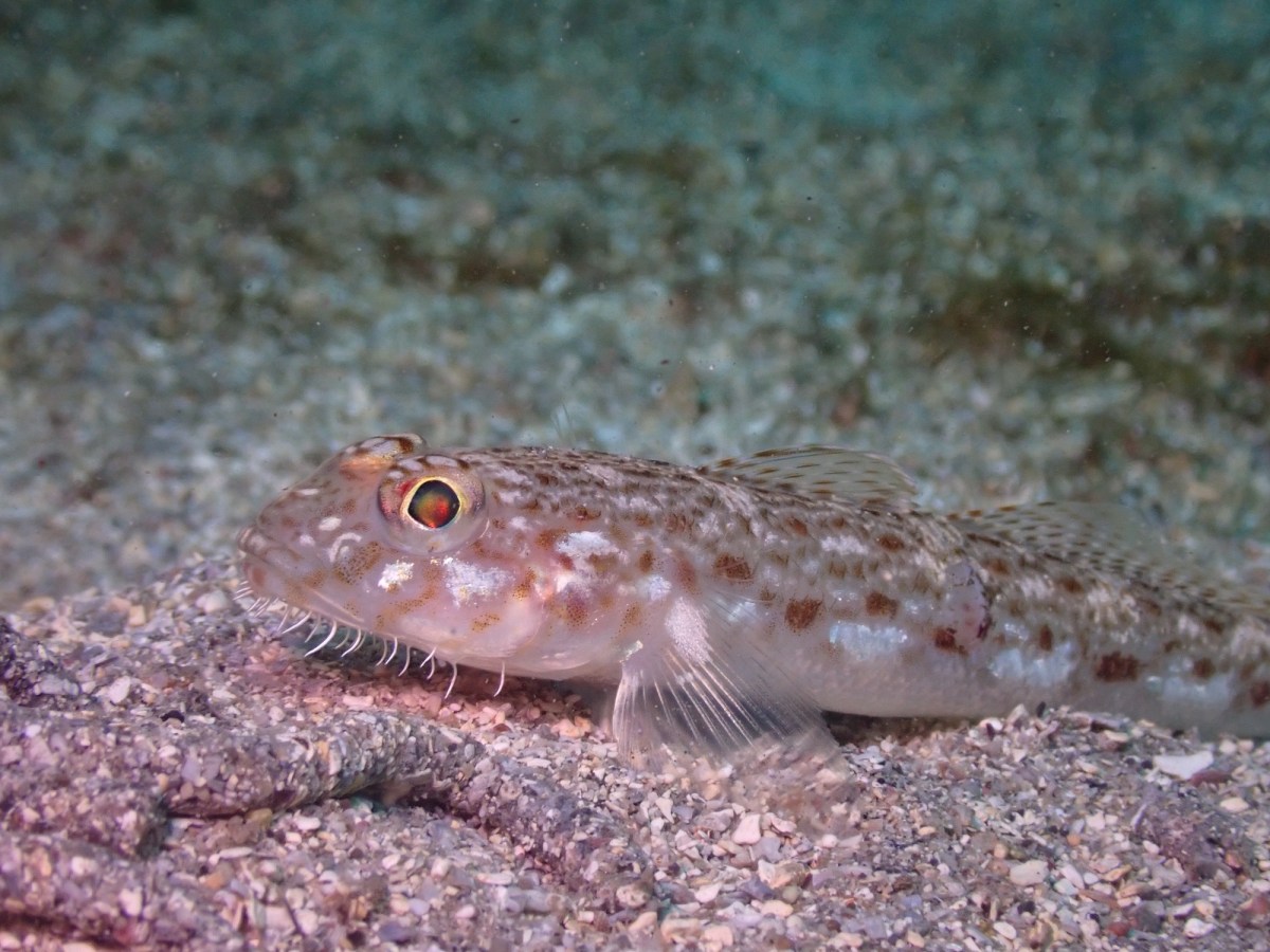 張り付きでした。