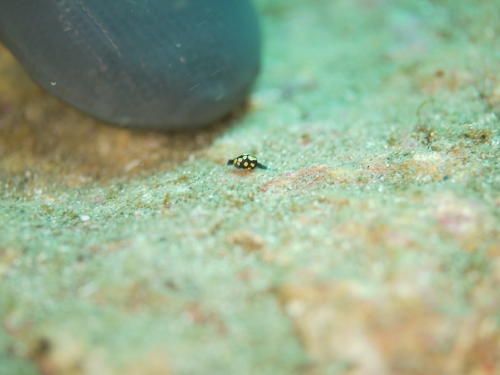本日は、マクロからワイドと。