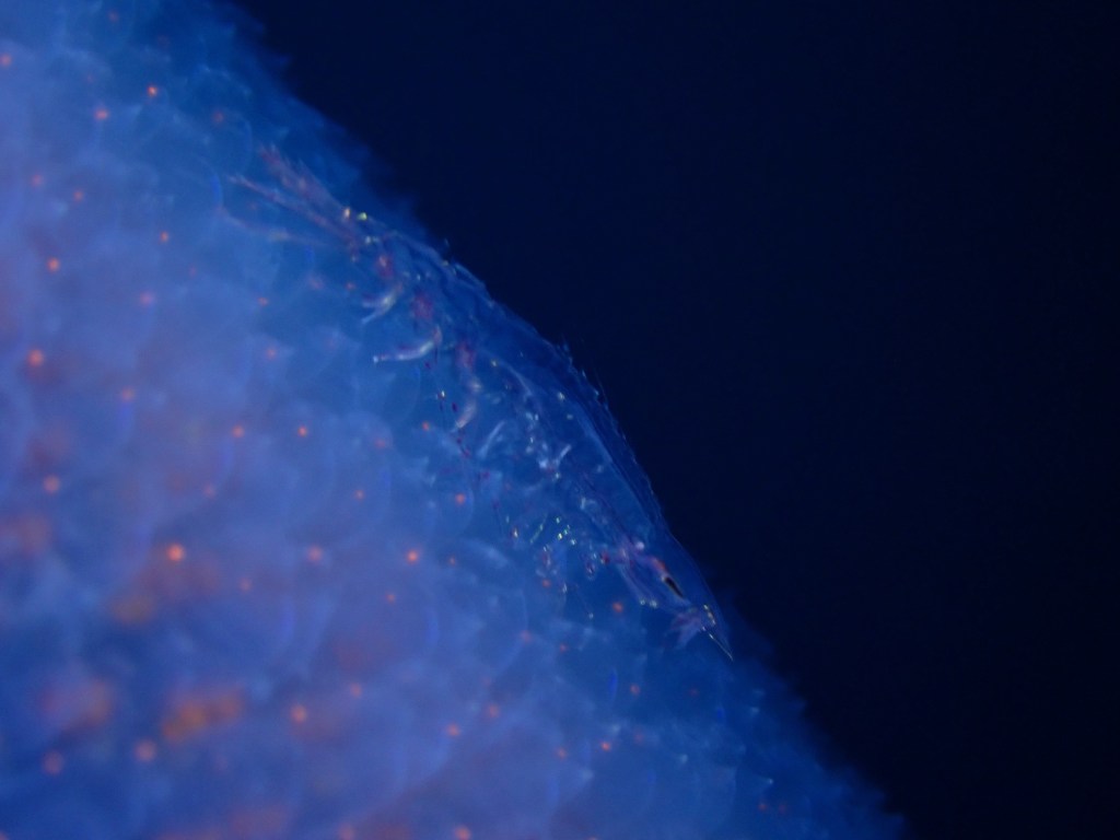 ビーチ、ボートどちらも良い海